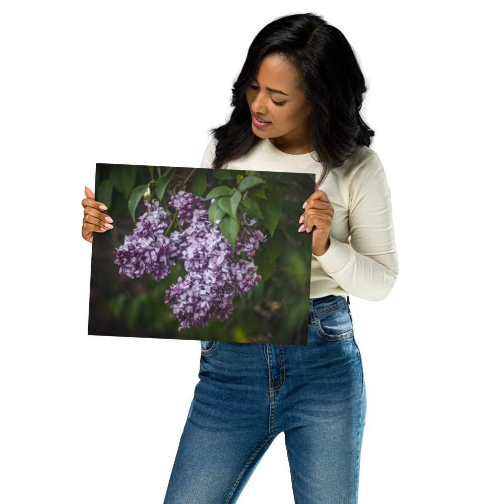 Lilac in Bloom - Metal prints