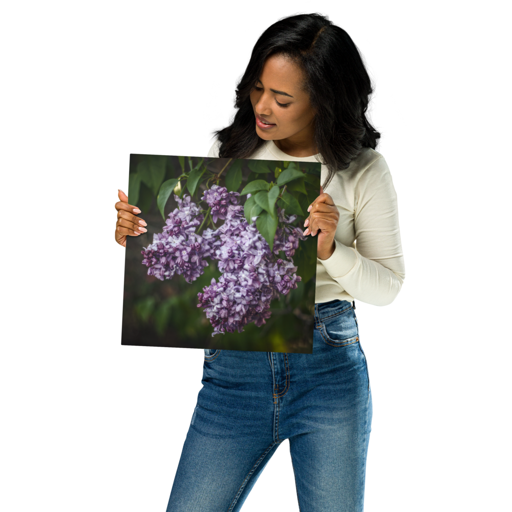 Lilac in Bloom - Metal prints