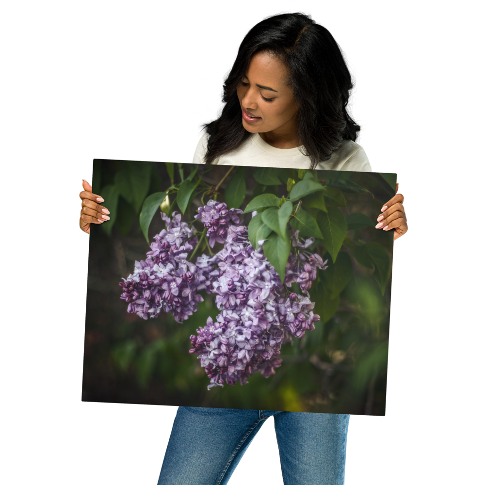 Lilac in Bloom - Metal prints
