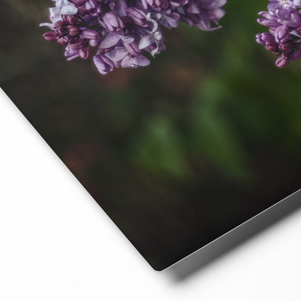 Lilac in Bloom - Metal prints